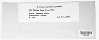Puccinia fusca image